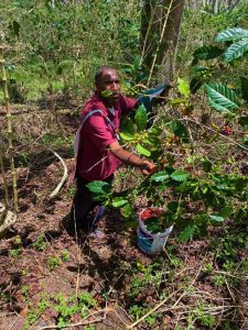 highlands coffee picking