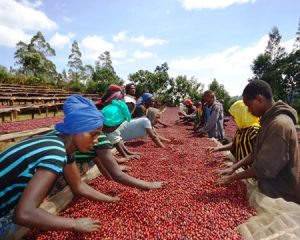 guji coffee sorting