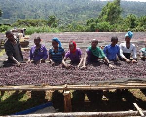 guji coffee workers