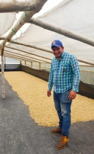 terra verde coffee drying