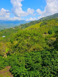 terra verde landscape