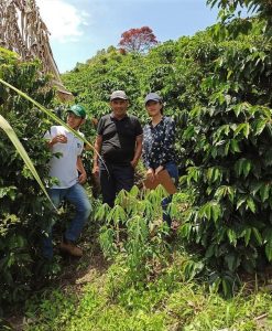 terra verde farmers and trees