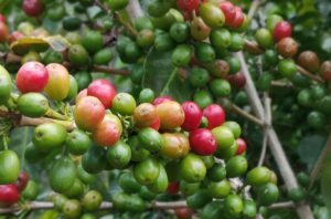 terra verde coffee cherries