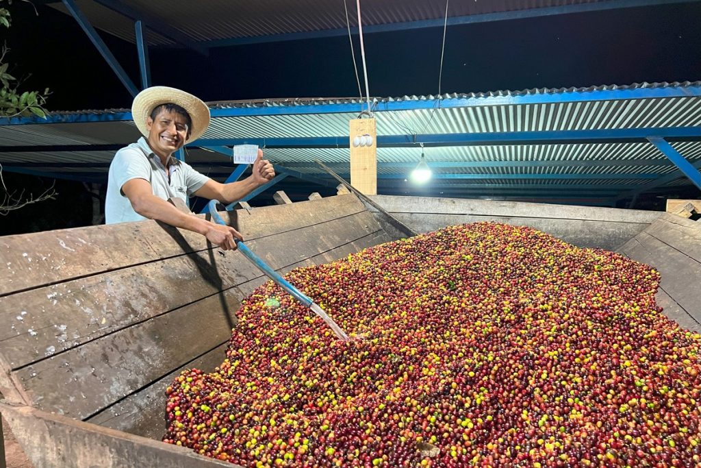 coffee cherries at vivanco wet mill