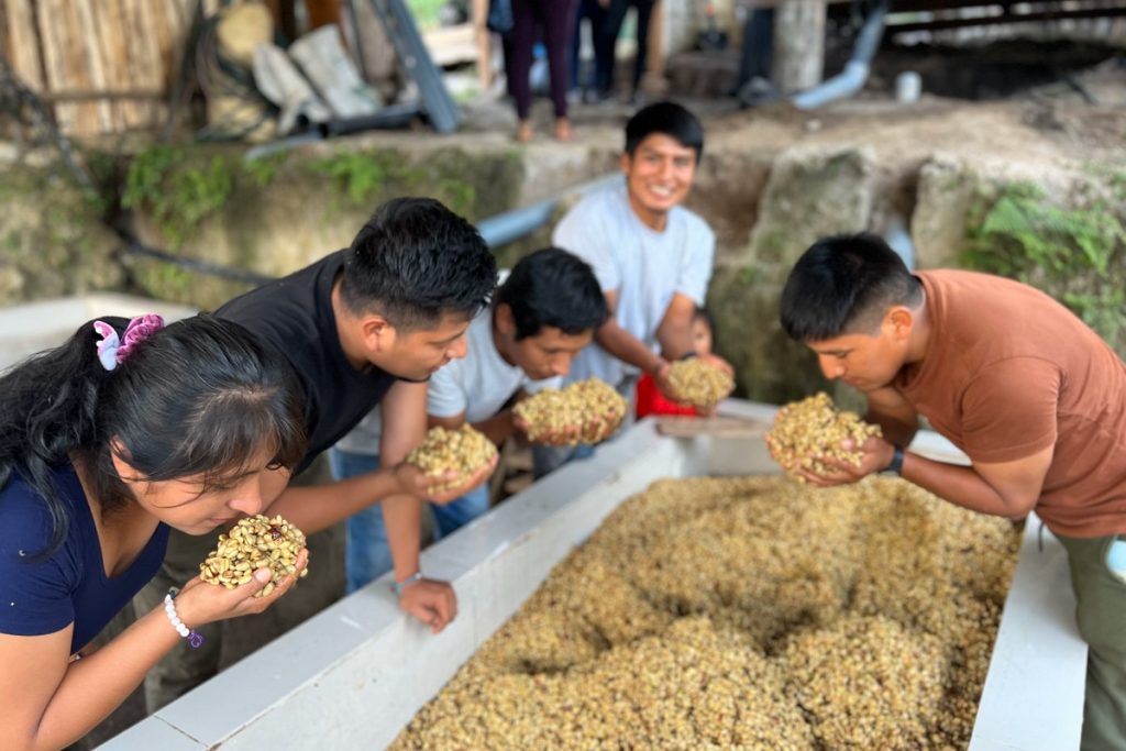 geisha coffee being milled