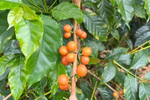 peru orange bourbon coffee cherries