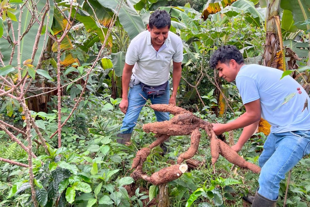 yucca plants grown with coffee