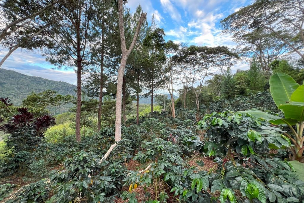 peru farm and tree line