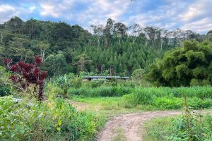 peru farm in the jungle