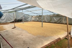 peru solar drying