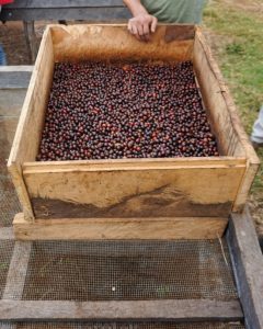 luyombe coffee cherries