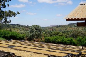 luyombe drying tables