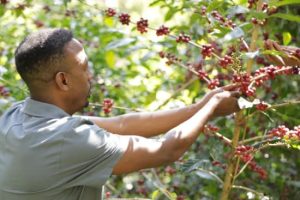 kayon coffee tree