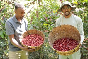 kayon coffee harvesting