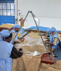Ethiopian Yirgacheffe Natural Org. Gr. 3 - Aramo