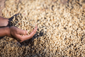 Decaffeinated Colombian Huila Decaf de Caña EA