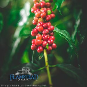 Jamaican Blue Mountain Gr. 1- Flamstead Estate - Flat Bean