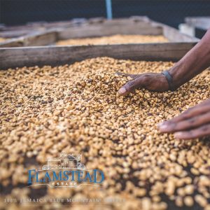 Jamaican Blue Mountain Gr. 1- Flamstead Estate - Flat Bean