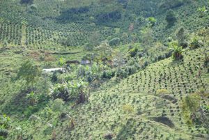 tolima landscape
