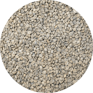 Honduran Org. 18 Rabbit Microlot - Washed Processed