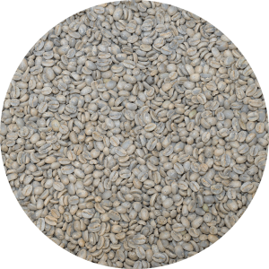 Laos Naga - Gesha Washed Processed