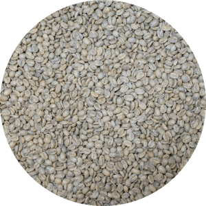 Nicaraguan Premium Selva Negra - San Felipe - Geisha Washed