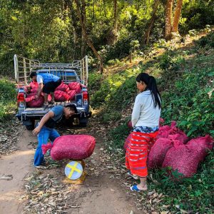 Thailand Lanna Coffee - Law Wu - Honey Processed