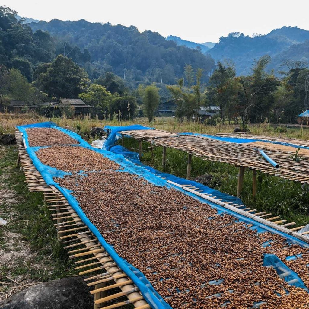 Thailand Lanna Coffee - Law Wu - Honey Processed