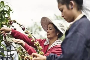 Laos Premium Torch Coffee - Washed Processed