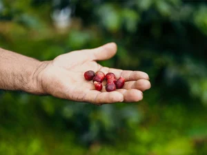 Guatemalan Premium Coban - Chichupak Washed - Top Lot
