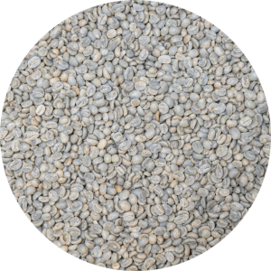 Guatemalan Antigua SHB EP - Finca Medina - Washed Processed