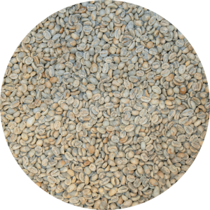 Guatemalan Premium Coban - Chichupak Washed - Top Lot