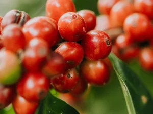 Guatemalan Premium Coban - Chichupak Washed - Top Lot