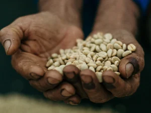 Guatemalan Premium Coban - Chichupak Washed - Top Lot