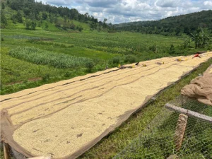 Burundi Natural - Nyagishiru
