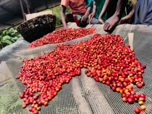 Burundi Natural - Nyagishiru