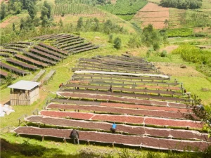 Burundi Natural - Nyagishiru