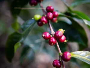 Rwanda Nyamasheke - Cotecaga Station - Bourbon Washed Processed