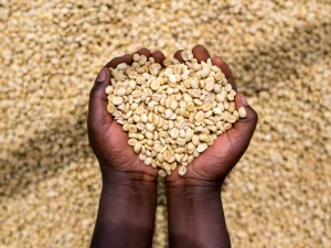 Rwanda Nyamasheke - Cotecaga Station - Bourbon Washed Processed