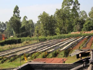 kenya kiaga peaberry