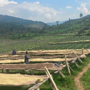 Burundi Bourbon - Mahonda Station - Washed Processed