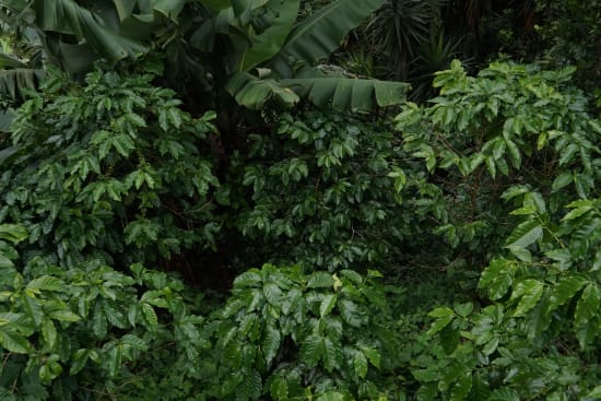 El Salvador Premium Chalatenango - Finca Peña Redonda - Pacamara Washed