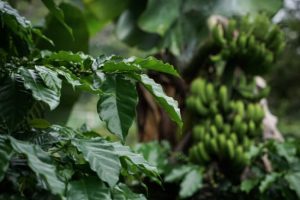 El Salvador Premium Chalatenango - Finca Peña Redonda - Pacamara Washed