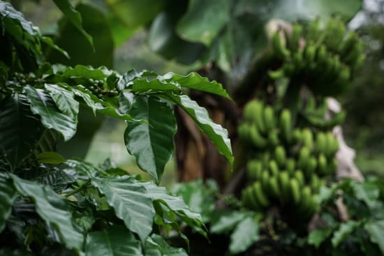 El Salvador Premium Chalatenango - Finca Peña Redonda - Pacamara Washed