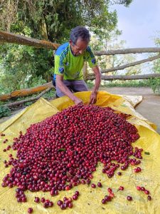 El Salvador Premium Chalatenango - Finca Ethiopia - Gesha Natural Processed