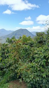 El Salvador Premium Chalatenango - Finca Ethiopia - Gesha Natural Processed