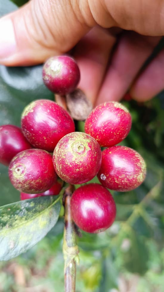 El Salvador Premium Chalatenango - Finca Ethiopia - Gesha Natural Processed