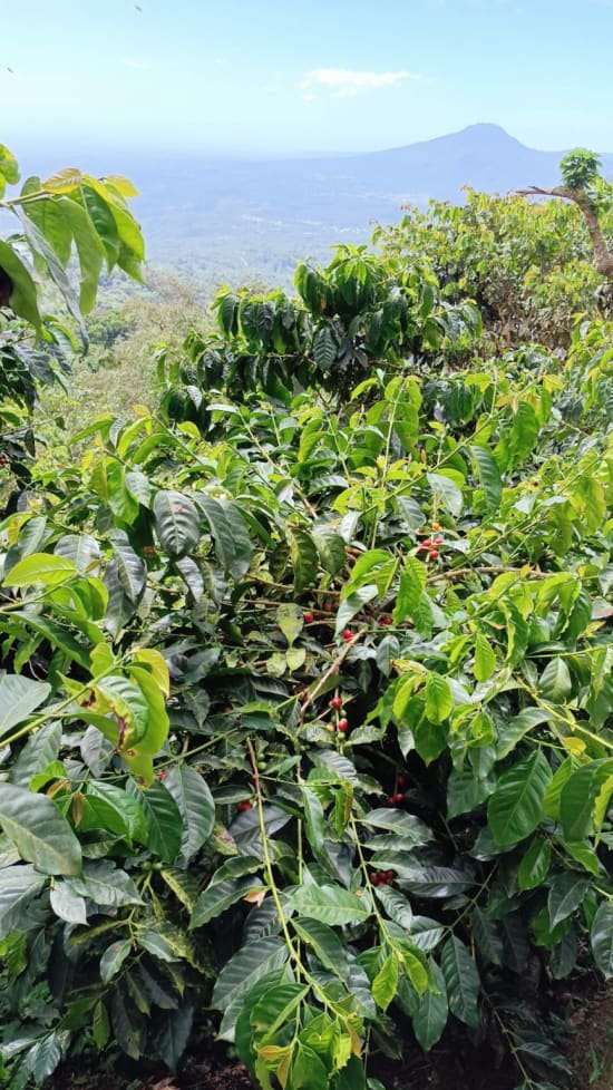 El Salvador Premium Chalatenango - Finca Ethiopia - Gesha Natural Processed