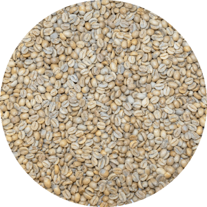 El Salvador Premium Apaneca - Finca Ethiopia - Gesha Natural Processed