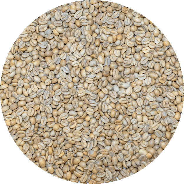 El Salvador Premium Apaneca - Finca Ethiopia - Gesha Natural Processed